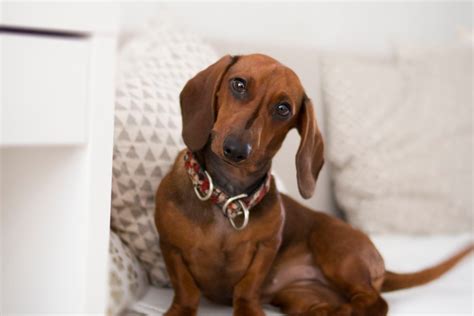 Install docson somewhere as described above. 7 Superb Dachshund Puppy Training Tips - Alpha Trained Dog