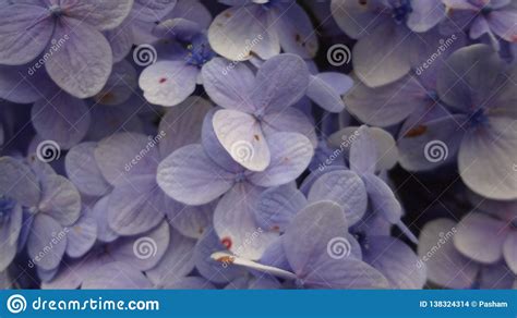 Little Blue Flowers Stock Photo Image Of Screensaveforpc 138324314