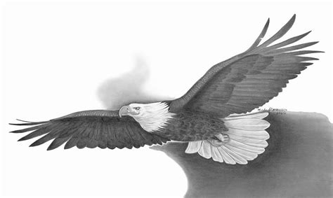 Wings As Eagles Drawing