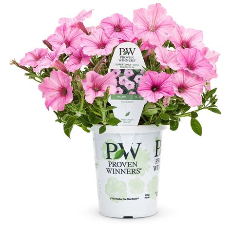 Proven Winners Supertunia Vista Bubblegum Sun Perennials Mitre 10™