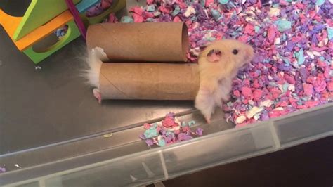 Hamster Stuck In Tube Youtube