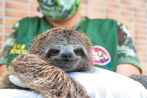 Filhote de preguiça resgatado em Alagoas recebe tratamento em parque no