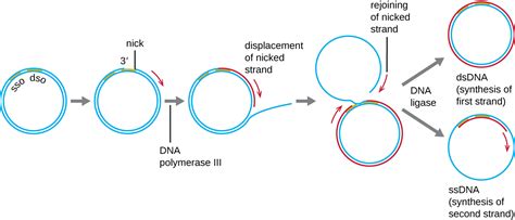 Dna Replication · Microbiology