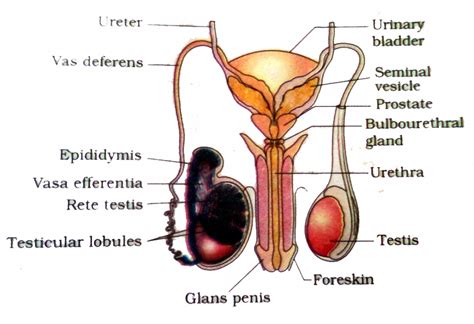 Male Reproductive System Diagram Unlabeled Clipart Best