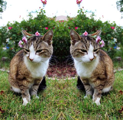 Its plush, shimmering coat is somewhat. 12 Reasons You Don't Want to Clone Your Pet So ...