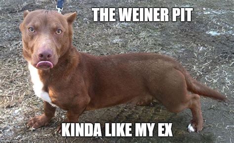 Weiner Pit Meme Kampion