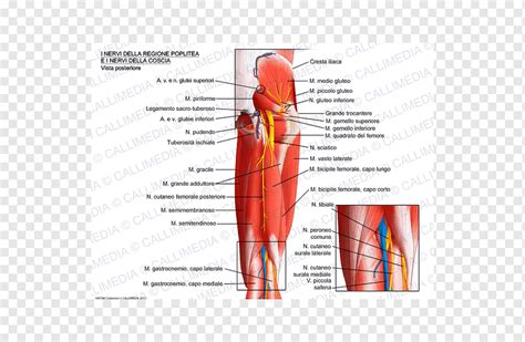 Nervio rodilla músculo fosa poplítea arteria poplítea arteria poplítea