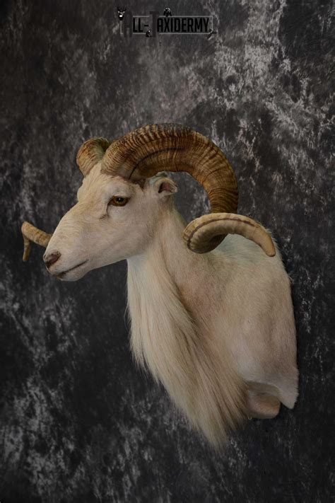 Texas Dall Sheep Taxidermy Shoulder Mount For Sale 1665