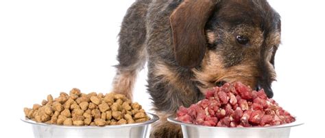 A raw dog food diet is designed to mimic a dog's natural ancestral menu. Best Raw Puppy Food - BarkForce