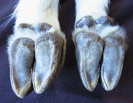 Biomimetic Designers Take Note: Goat Hooves Confer Ninja-like Climbing
