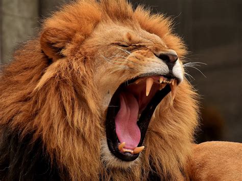 Man Killed By Lions He Held Captive For Entertainment Peta
