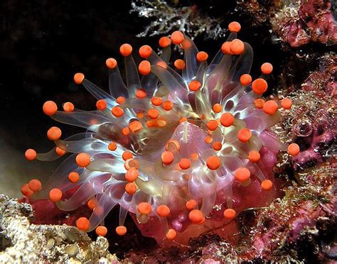 Coral Reef Anemone Underwater Adventure Pinterest