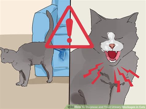 If the surgery is performed properly, it is unlikely that cats will develop. How to Diagnose and Treat Urinary Blockages in Cats: 11 Steps