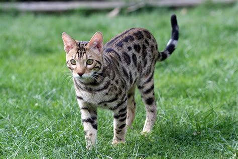 Bengal Cat Pet · Free Photo On Pixabay
