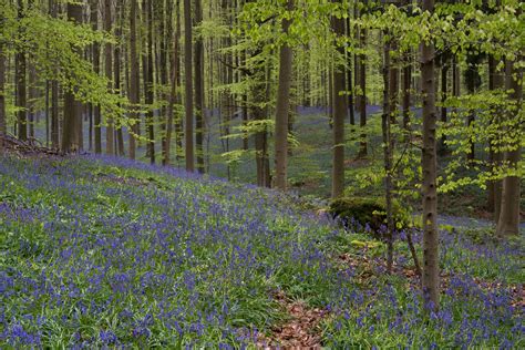 Once every year hallerbos forest turns into a magical blue carpet thanks to the many bluebells that start to blossom. Hallerbos, the blue forest