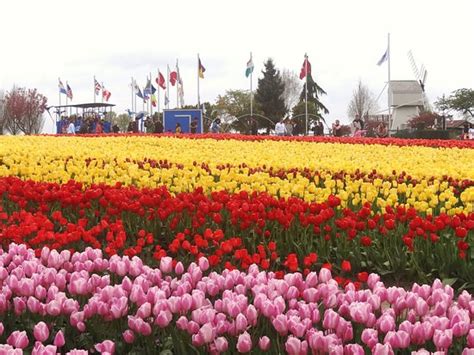 Tulip Festival Mount Vernon Wa