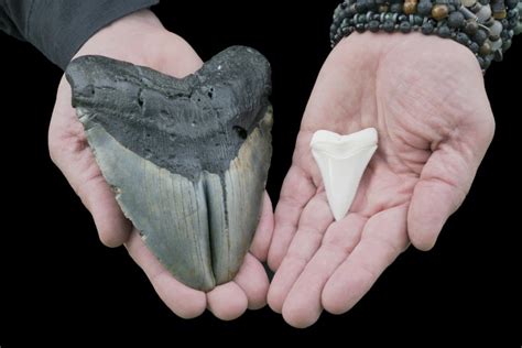 White teeth is a 2000 novel by the british author zadie smith. Florida Woman Finds Megalodon Tooth While Out Walking Her Dog