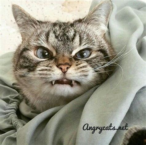 Angry Cats Where Cat Lovers Shop Cats Funny Animals Cute Cats