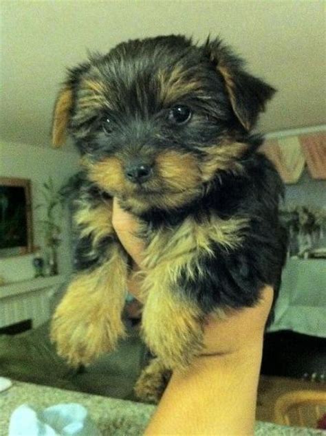 Adopt a rescue dog through petcurious. CA Yorky puppies for adoption in san diego - ClubLexus ...