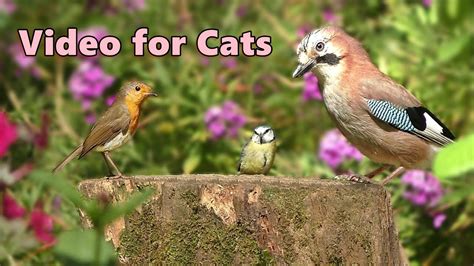 Videos For Cats 🌸 Birds In The Flower Garden 🌸 10 Hours Of Cat Tv Youtube