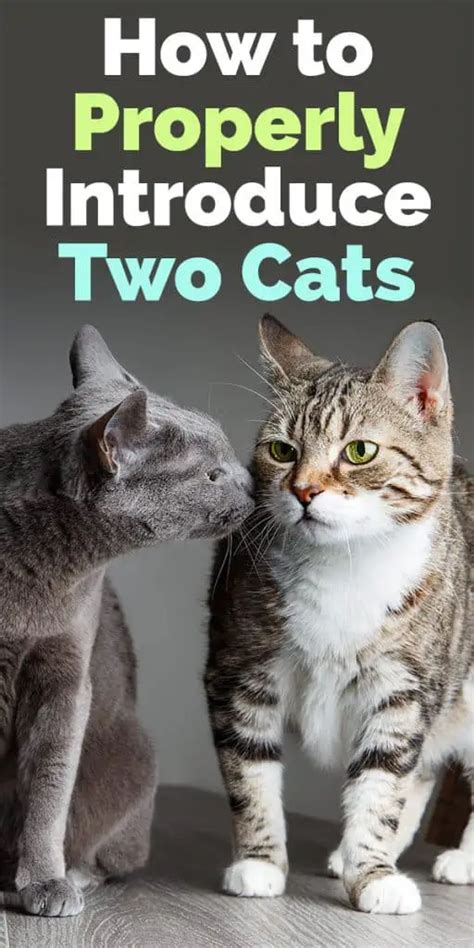 How To Properly Introduce Two Cats The Catington Post