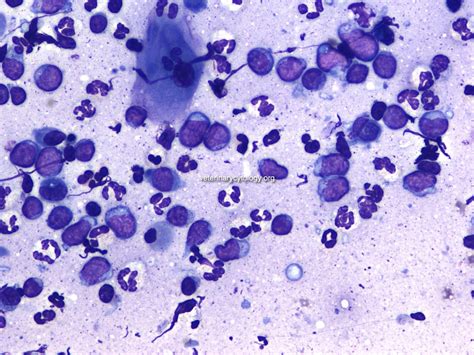 The Atlas Of Cytology And Haematology Cases Veterinary Cytology