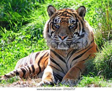 Portrait Adult Male Sumatran Tiger This Stock Photo Edit Now 37416757