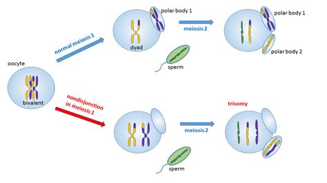 Meiosis is the special type of recombinative and reductive cell division occurring only in the generation of the gametes or germ cells (oocyte and spermatozoa). Development - Klinefelter Syndrome 101