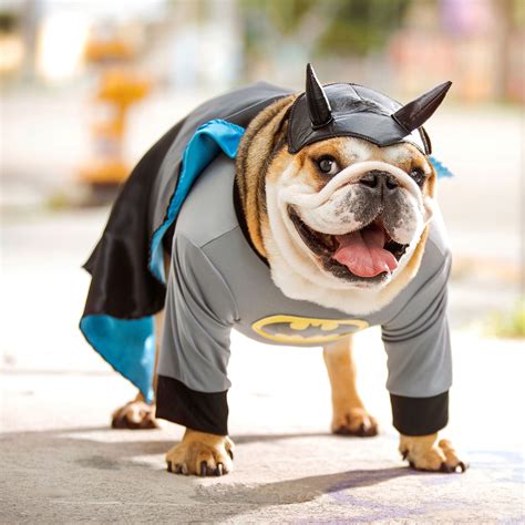 Dog Superhero Costumes Halloween Costumes For Canine Crimefighters