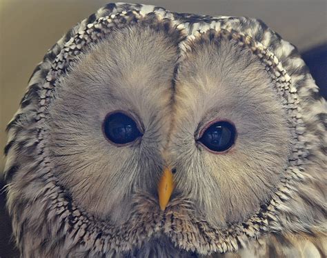 Ural Owl Strix Uralensis By Petejlb 2048 X 1618 Rowls