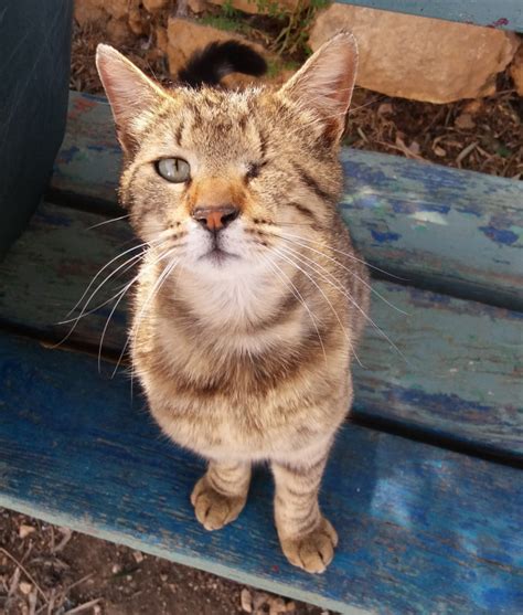 A Jerusalem Spca Volunteer Talks About Street Cats Violence And One