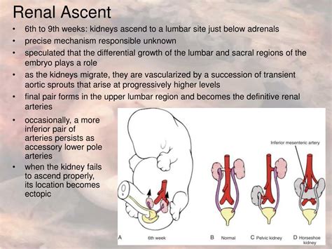 Ppt Comparative Anatomy Urogenital System Powerpoint