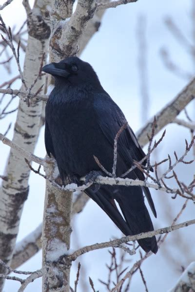 Common Raven By Jónína Guðrún Óskarsdóttir Tumbex