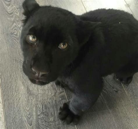 Baby Black Panther Awesome In 2021 Cute Baby Cats Baby Animals