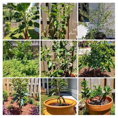 Maybe you would like to learn more about one of these? Some of my tropical fruit tree collection. #gardening # ...