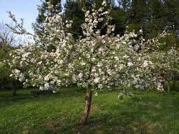 Snowsweet is a newer, trademarked apple from minnesota, and it can only be grown by licensed growers. Liberty Apple Tree in 2020 | Apple tree, Tree, Plants