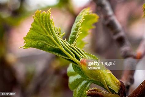 American Elm Tree Photos And Premium High Res Pictures Getty Images