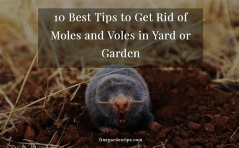 10 Best Tips To Get Rid Of Moles And Voles In Yard Or Garden Fine