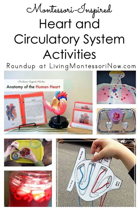Lots Of Hands On Heart And Circulatory System Printables And Activities