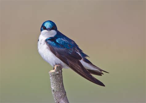 Bring Tree Swallows To Your Backyard Knoxville Chapter Tennessee