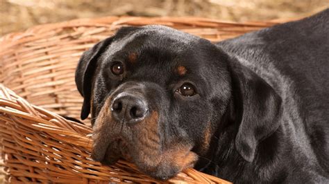 Rottweiler Screensavers And Wallpaper 47 Images