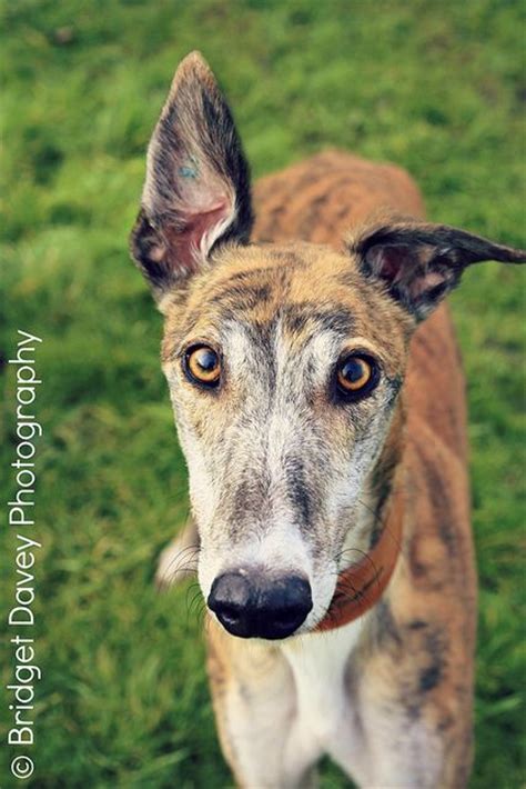 greyhounds ears  dogs  pinterest