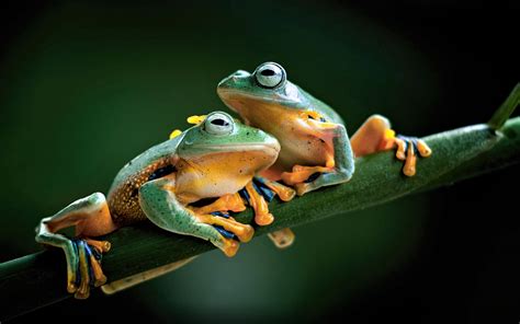Love Frogs Wallpaper 43345 Baltana