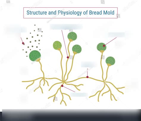 Fungi Diagram Quizlet