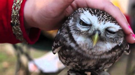Cute Little Owl Youtube
