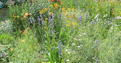 Co Horts Landscaping With Colorado Native Plants Conference