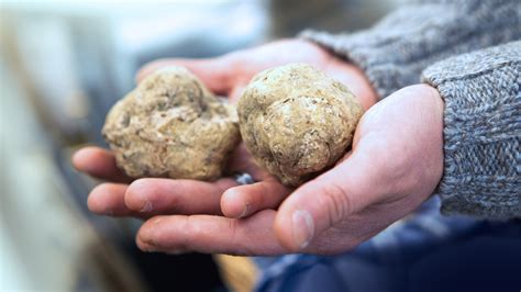 Truffles are versatile and easy to work with and add their complex earth taste to anything ranging from pasta to foie gras and pâtés. Two truffles fetch $330K — why is the delicacy so pricey ...