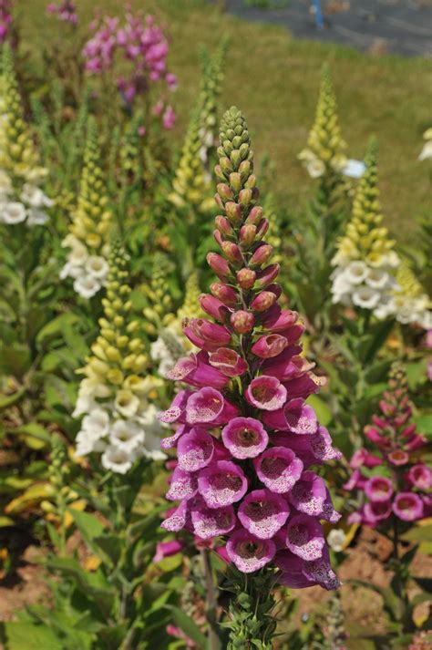 Perennial definition, lasting for an indefinitely long time; Perennial Planting Pleasures - Dobies Blog
