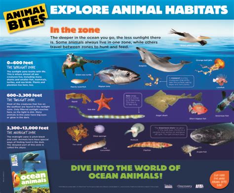 Animal Planet : Ocean Animals
