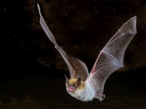 Brown Long Eared Bat A Guide To Irelands Protected Habitats And Species